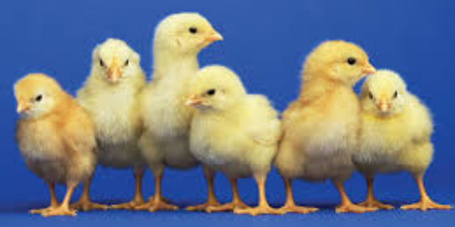 baby chicks
