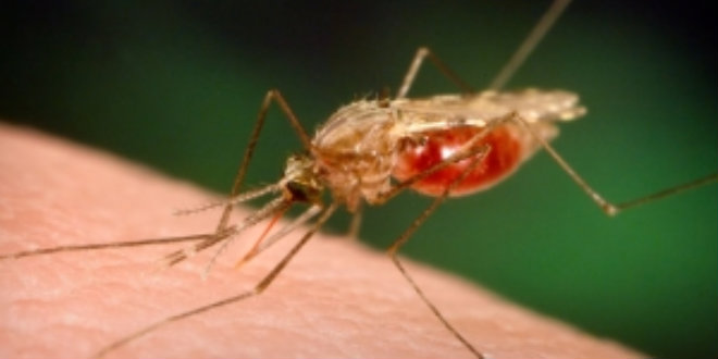 drug-resistant malaria