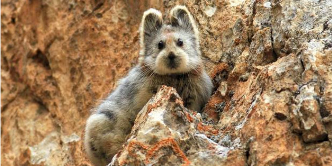 Ili Pika