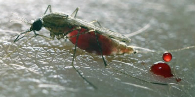1 in 10 Malaria drugs in Nigeria are of poor quality