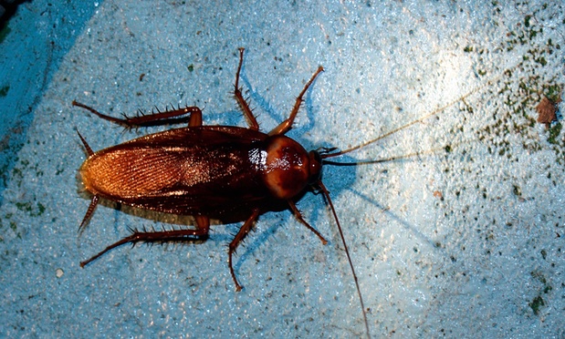 Cockroaches grind jaws five times stronger than humans
