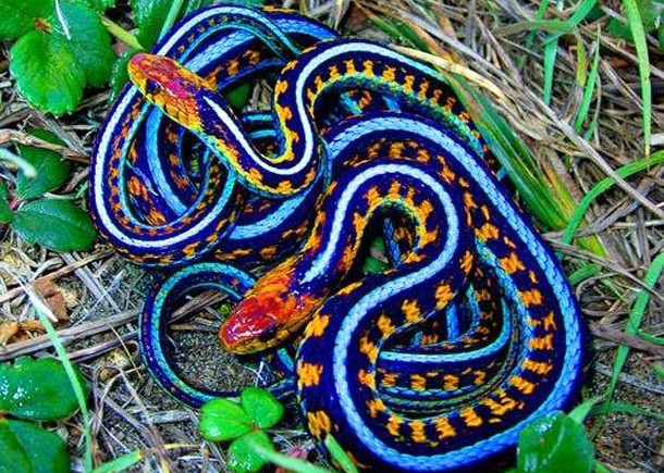 The snake