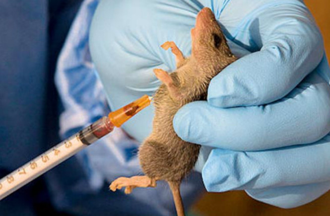 All You Should Know About Lassa Fever