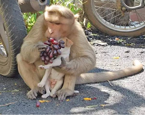 Touching Story: Monkey Adopts Lost Puppy