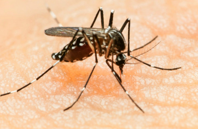 All You Should Know About Zika Virus