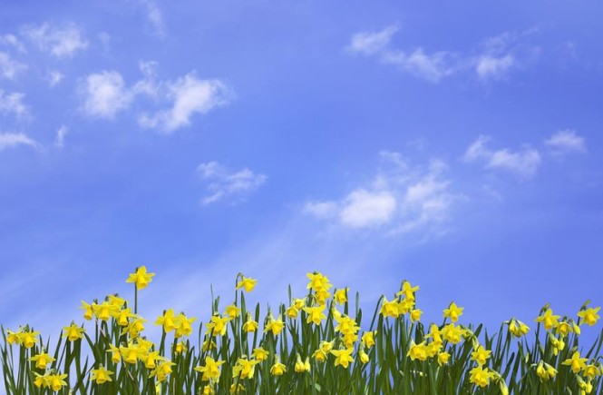 Spring Time (Letter To An Unknown Wife)