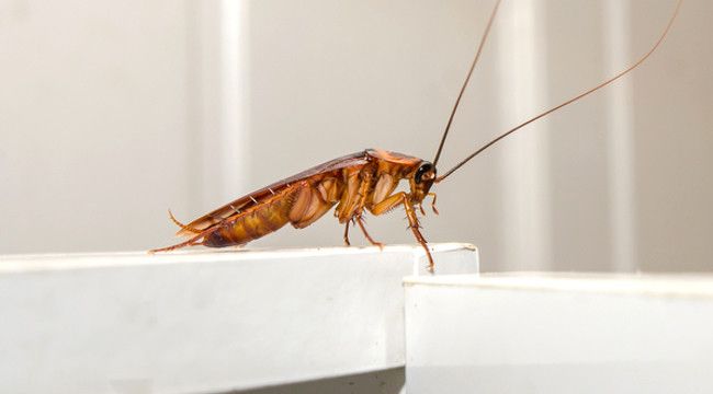 Hian! Cockroach Milk May be the Superfood of the Future - elsieisy blog