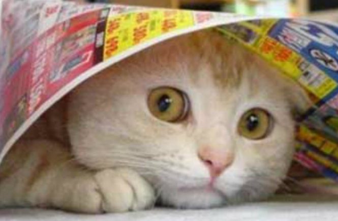 I am Scared But I am Living! - elsieisy blog