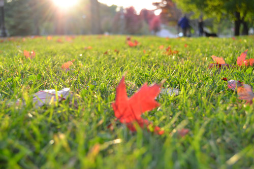 The Life Arising From The Land - elsieisy blog