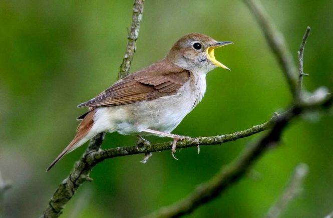 Philomela -- Nightingale - elsieisy blog