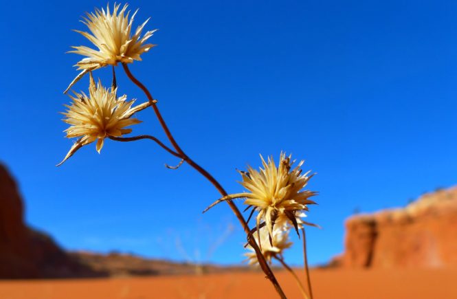 Little Desert Flower - elsieisy blog