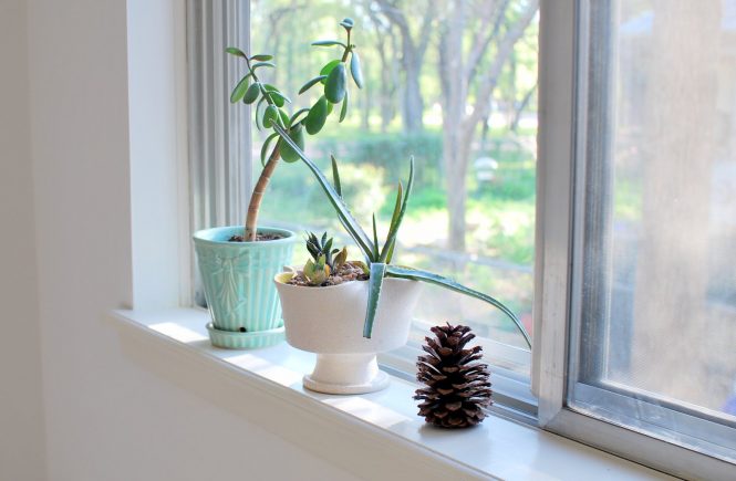 My Windowsill Love - elsieisy blog