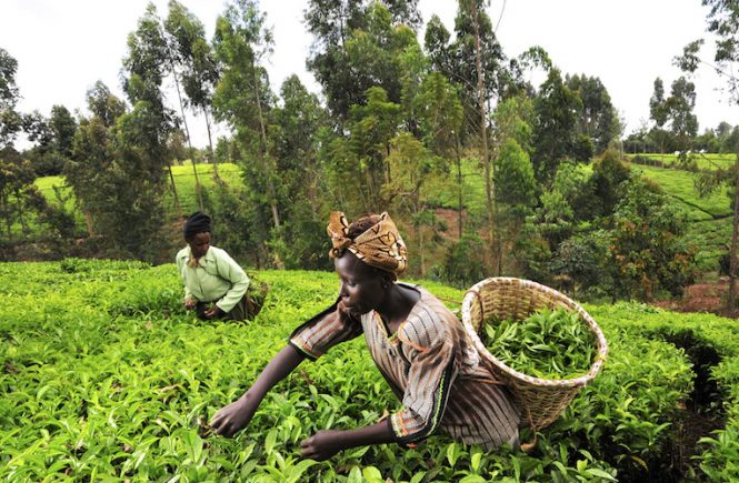 Agriculture and Industrialization in Africa - elsieisy blog